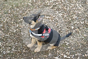 German Sheppard puppy in training