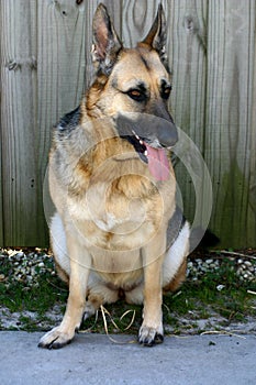 German sheppard sititng