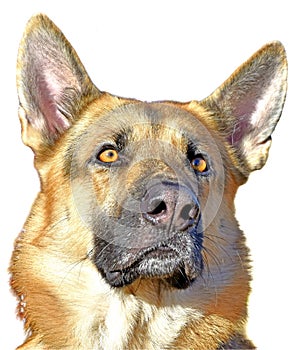 German Sheppard, trained Service Dog