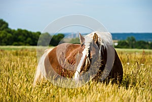 German shire horse in the field