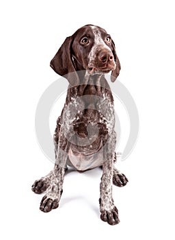 German short-haired pointer