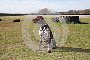 A German short haired pointer