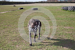 A German short haired pointer