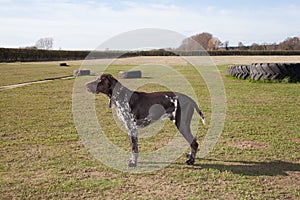 A German short haired pointer