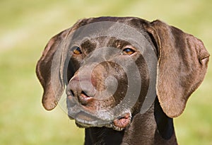 German short haired pointer