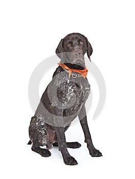 German short haired pointer