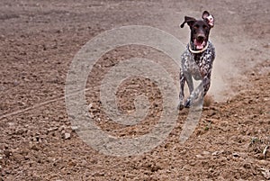 German short haired pointer