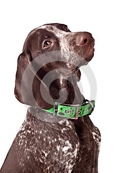 German short-haired pointer Attentively looks