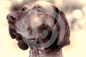 German short-haired pointer dog. Close-up distinguished pedigree photo
