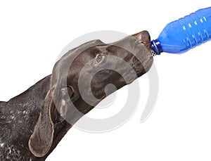 German short haired pointer drinking