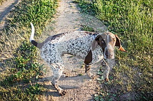 German short-haired pointer
