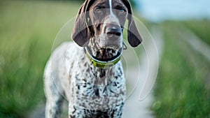 German short-haired pointer