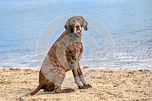 German Short haired Pointer, GSP dog sits on the beach of a lake during a summer day. He looks at the camera, water in