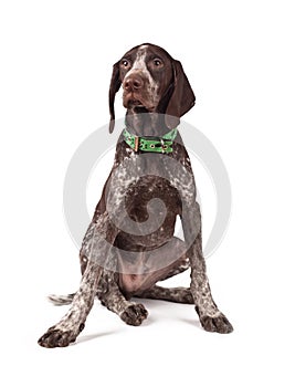 German short-haired pointer the hunting dog