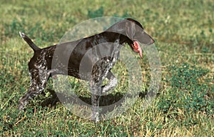 German Short-Haired Pointer, Hunting Dog