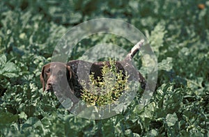 German Short-Haired Pointer hunting in Sugar Beet`s Field