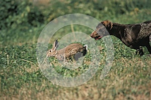 German Short-Haired Pointer hunting Wild Rabbit, oryctolagus cuniculus
