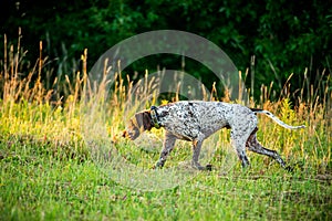 German short-haired pointer in a meadow