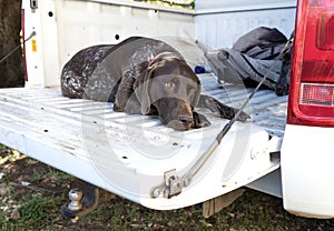 German Short Haired Pointer In Pickup Truck