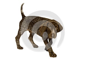 German Short-Haired Pointer puppy