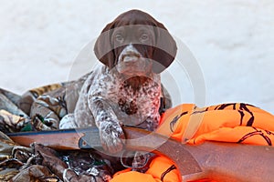 German Short Haired Pointer puppy with shotgun and hunting clothes