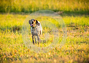 German short-haired pointer running through meadow