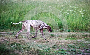 German short-haired pointer walking
