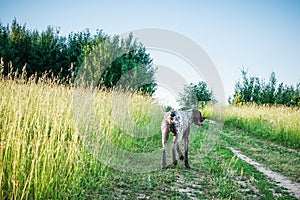 German short-haired pointer walking on the road