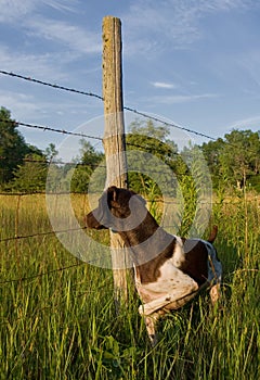 German Shorthair Pointer