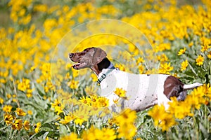 German shorthair pointer dog hiking in the wildflowers in the Boise, Idaho foothills