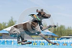 German shorthair pointer about to land in a pool