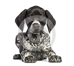 German Shorthaired Pointer, 10 weeks old, lying