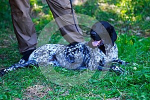 German Shorthaired Pointer