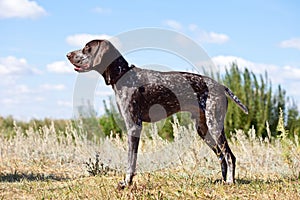 German shorthaired pointer