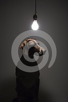 German Shorthaired Pointer.