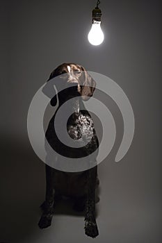 German Shorthaired Pointer.