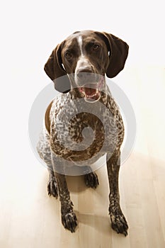 German Shorthaired Pointer