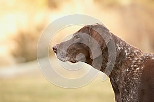 German shorthaired pointer