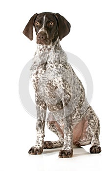 German shorthaired pointer