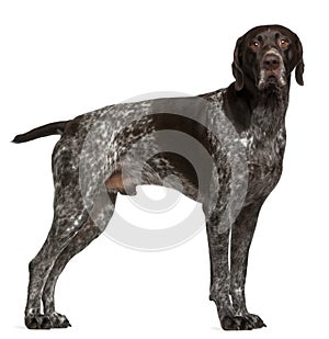 German Shorthaired Pointer, 3 years old