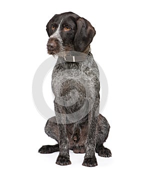 German Shorthaired Pointer (4 years)