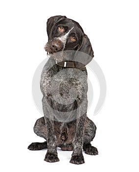 German Shorthaired Pointer (4 years) photo