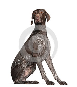 German Shorthaired Pointer, 4 years old, sitting