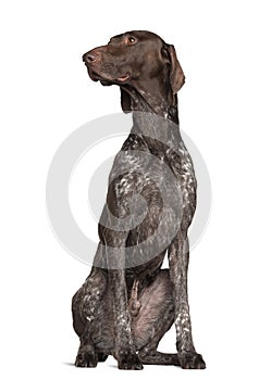 German Shorthaired Pointer, 4 years old, sitting