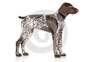 German shorthaired pointer