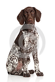 German shorthaired pointer