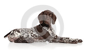 German shorthaired pointer