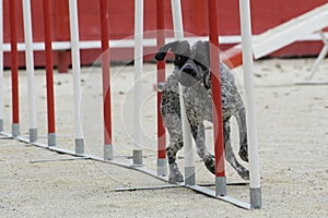 German shorthaired pointer in agility