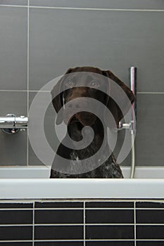 German shorthaired pointer in a bathtub