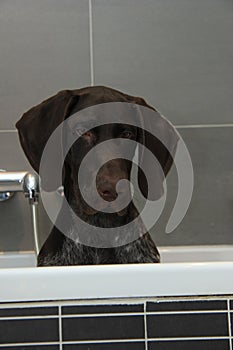 German shorthaired pointer in a bathtub